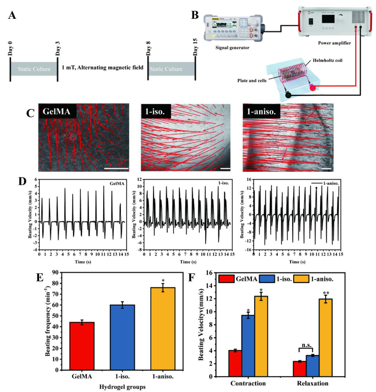 用于心肌細(xì)胞磁刺激的交變磁場刺激裝置