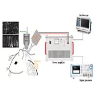 ATA-L4水聲功率放大器低強(qiáng)度超聲對(duì)小腦皮層神經(jīng)活動(dòng)研究中的應(yīng)用
